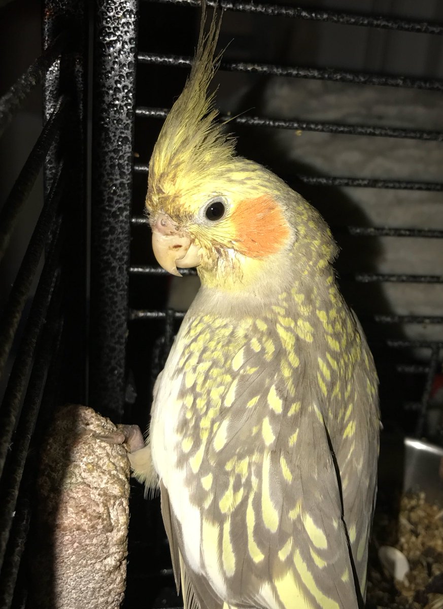 Merlin and friends tweet media