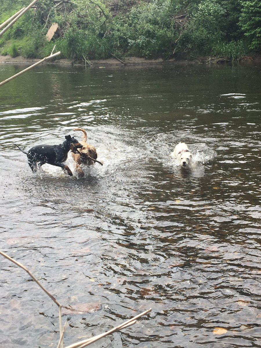 Georgiesdoggies's tweet photo. Lunchtime fun #woofwoofwednesday #manchester #didsbury #hapydogs #doglover #dogwalking #cheshire https://t.co/BAZWAdLfOT