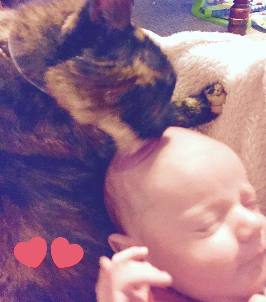 cheree003's tweet photo. Freckles loves her baby brother .. 💗#catsmakethebestfriends https://t.co/D9ufIUThhV
