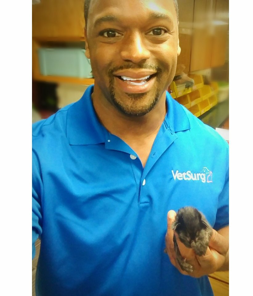 DrCourtneyDVM's tweet photo. Cute little dude was abandoned in a shoebox! #Kitten #3DaysOld #GettingBigNow #StillHasAllNineLives #NatGeoWild #VetSurg #Ventura https://t.co/R1iAfzCxmv