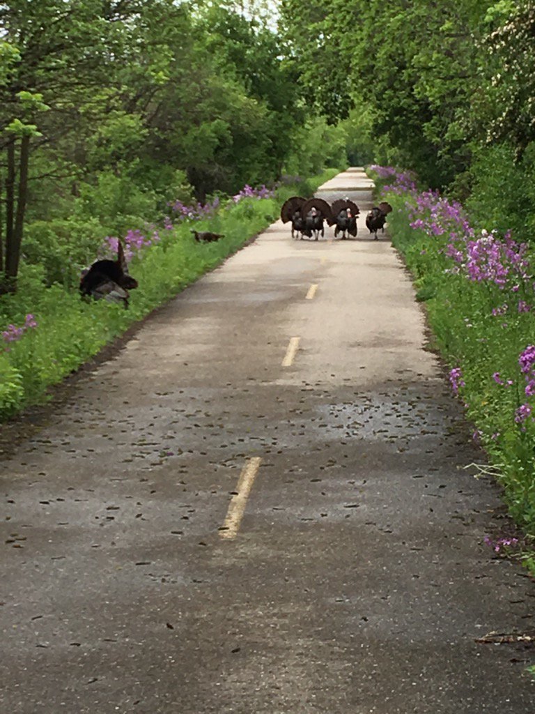 robertahrens3's tweet photo. Went for a run and got blocked by turkeys https://t.co/mIpNZl9neP