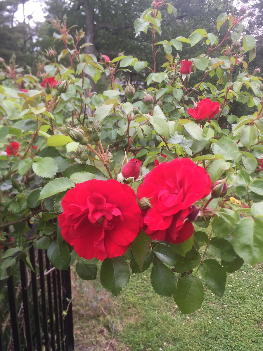 gailtowns's tweet photo. It's like S. Maria Cordis's roses bloomed overnight, just in time for #GCU17 graduation @Georgiancourt! https://t.co/VbcPgmKA9B