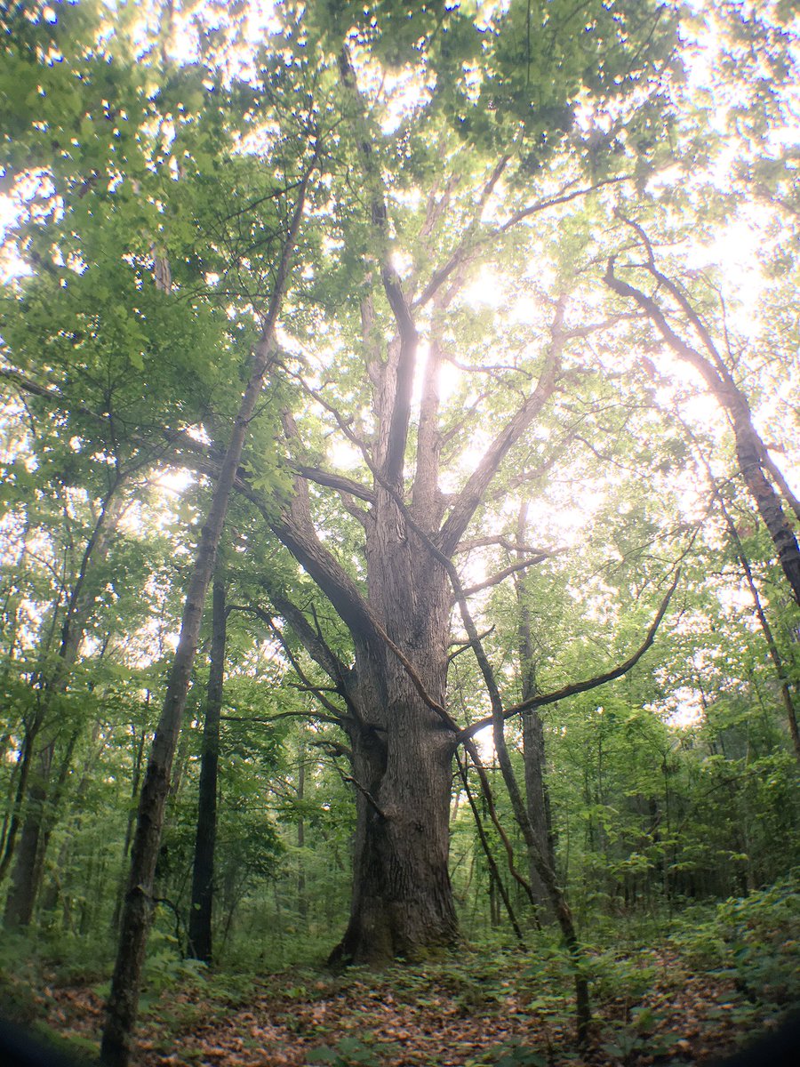 sky_lepidus's tweet photo. I want to live in this tree. ❤️ #wolfoak #whoa #nature #fieldwork https://t.co/4IUgpsWaX0