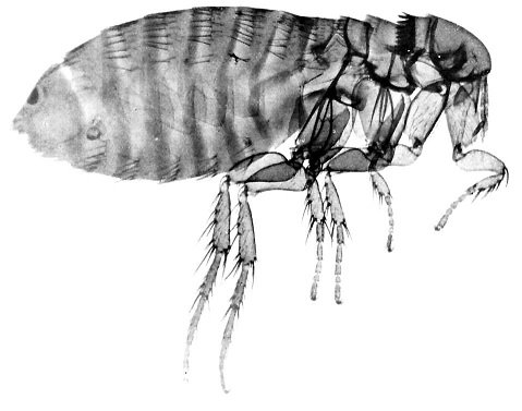 slugabugsteve's tweet photo. #Fleas are coming for your #pets & for you! Learn what you can do to protect your #home from these #pests https://t.co/GdNJa0Dg1U #catflea https://t.co/CqiF85Jx3A