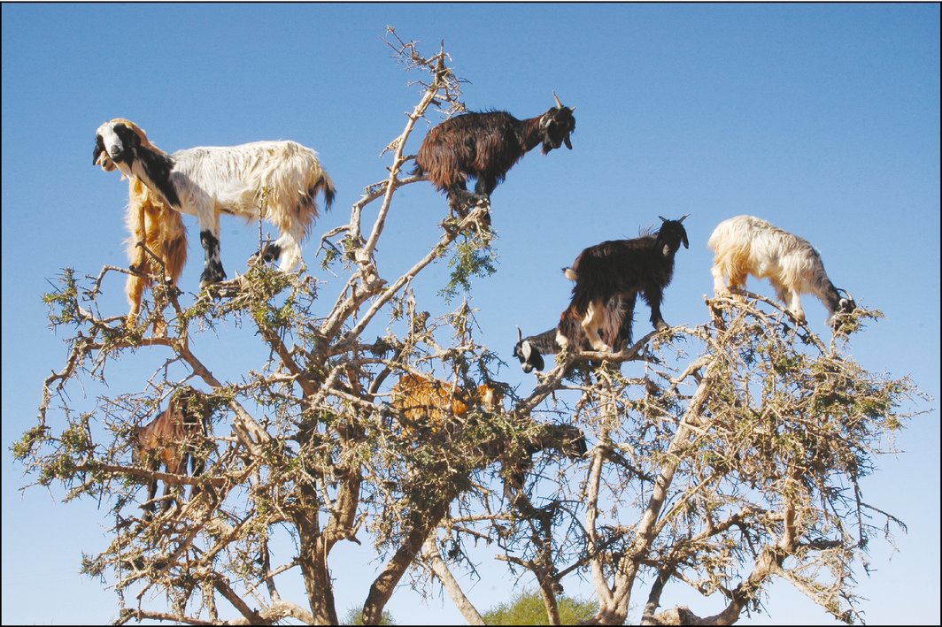 ESA_org's tweet photo. Treetop-grazing goats disperse seeds by spitting @ESAFrontiers https://t.co/brbsBXqtjt @ebdonana https://t.co/y6hNrPSbzN