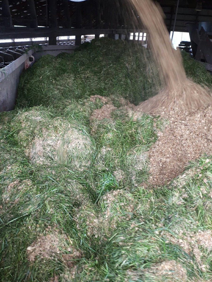 janvr's tweet photo. Starting feeding fresh grass let see how cows like it #outoffeed #cowsgottaeat https://t.co/YAhM0iUTsH