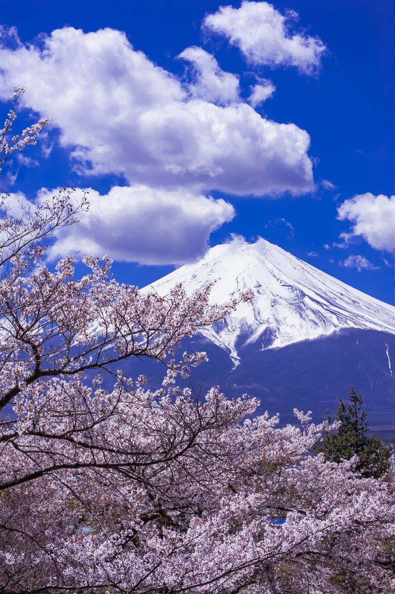 富士山と桜