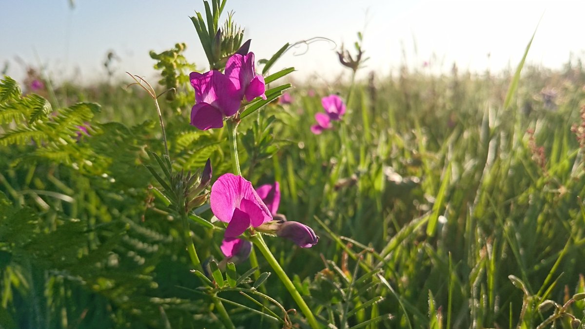 infoLCT's tweet image. The wild flowers on Lihou are beautiful at the moment. We'll worth a visit.