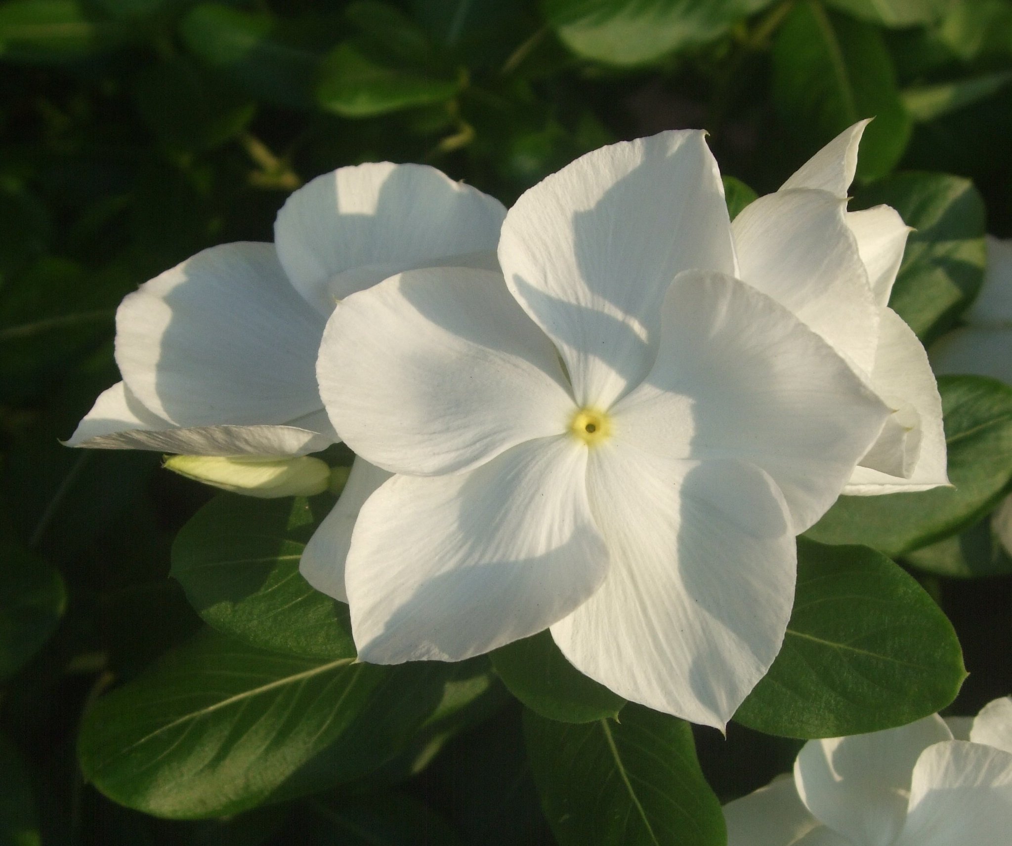ট ইট র いりちゃん 花と月に魅せられて おはようございます きょう5月25日の誕生花はニチニチソウ 花言葉 友情 楽しい思い出 楽しい追憶 若い友情 生涯の友情 やノイバラ 花言葉 優しい心 素朴な可愛らしさ 厳しさ 素朴な愛 才能 だそう ট ইট র いりちゃん 花と月に魅せられて おはようございます きょう5月25日の誕生花はニチニチソウ 花言葉 友情 楽しい思い出 楽しい追憶 若い友情 生涯の友情 やノイバラ 花言葉 優しい心 素朴な可愛らしさ 厳しさ 素朴な愛 才能 だそう