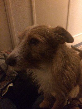 millypod1's tweet photo. π#Lost Norfolk Terrier Male RTA POSS INJURED
Rye Hill Golf Club area #Milcombe nr #Banbury #Oxfordshire #OX15 https://t.co/Um7W56uNB9 https://t.co/7YwFv7qKNG