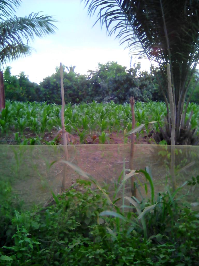 AgricAsuogyagh's tweet photo. Planting for Food and Jobs! Making use of every available space. Fencing may be required. https://t.co/Bfw396KvML