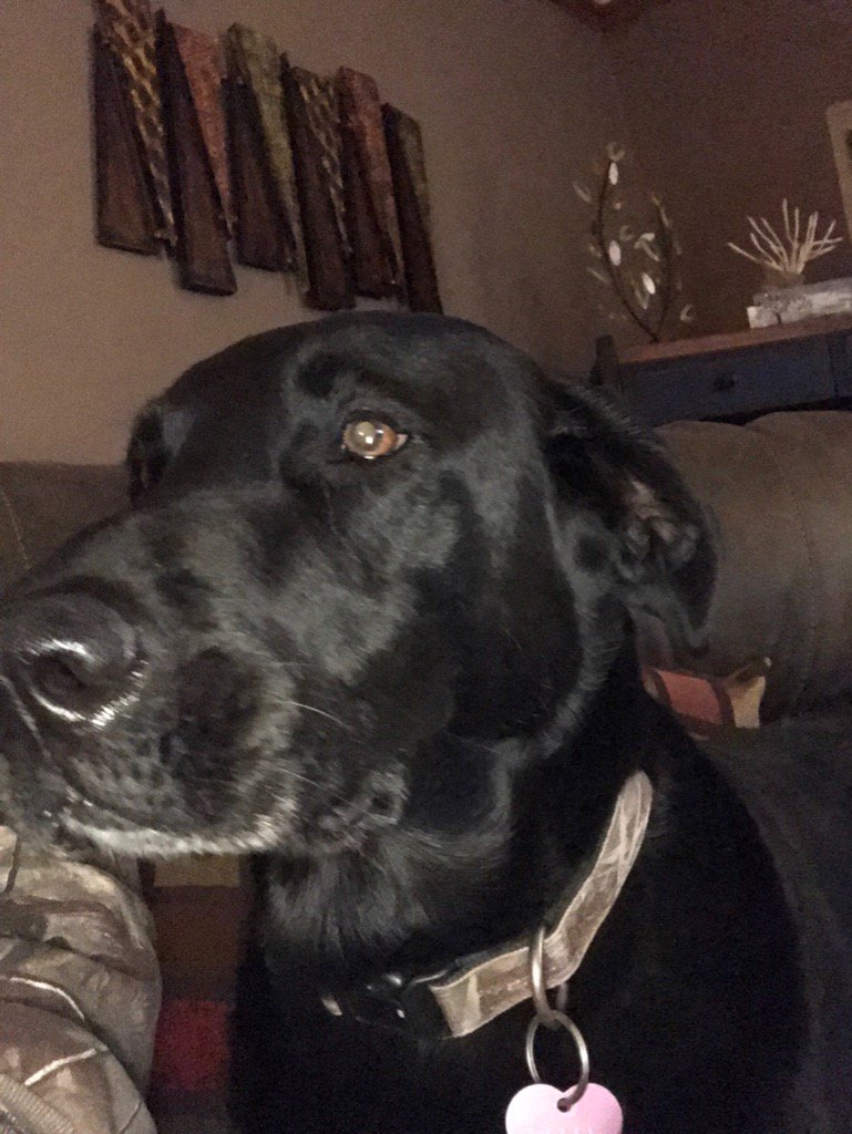 AlanErickson14's tweet photo. 49 yrs old in dog years today! Little grey coming in but still full of energy!  #myduckgetter https://t.co/xCOIDdQFwd