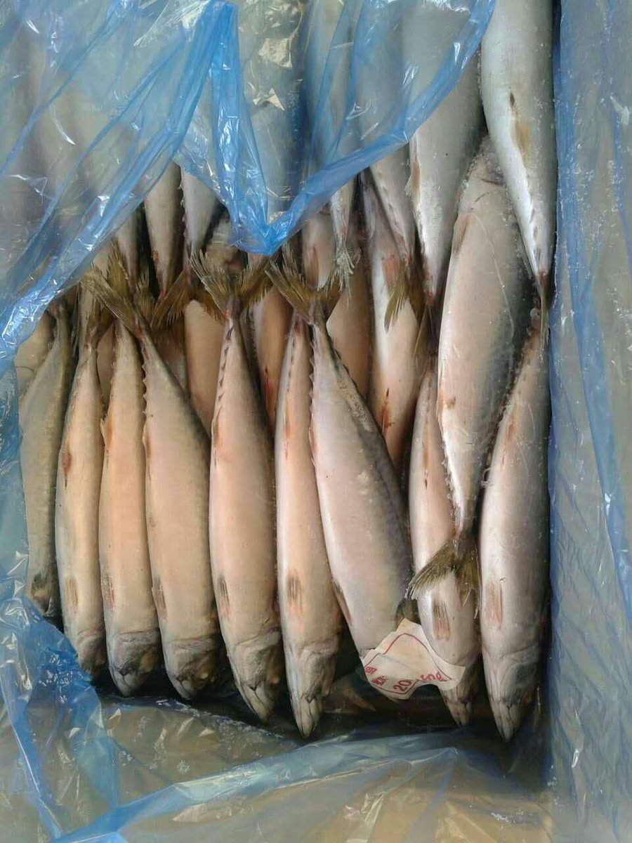 DoubleshellS's tweet image. Today's special:
Pacific mackerel (Scomber Japonicus)
Process form:  Sea Frozen, WR
Packing:BULK
Size: 200-300 gr
Quantity: 2-3 containers