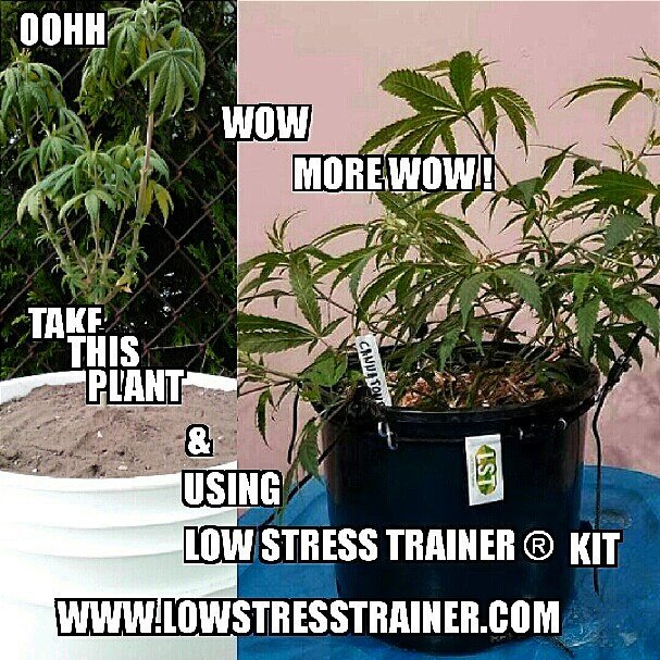 LSTgrowkit's tweet photo. #LowStressTraining #Cannabis #Kit #MoreTops #BiggerYields #GrowYourOwn #LST https://t.co/yF20fg9D6Q https://t.co/2qXWkQ1gFF