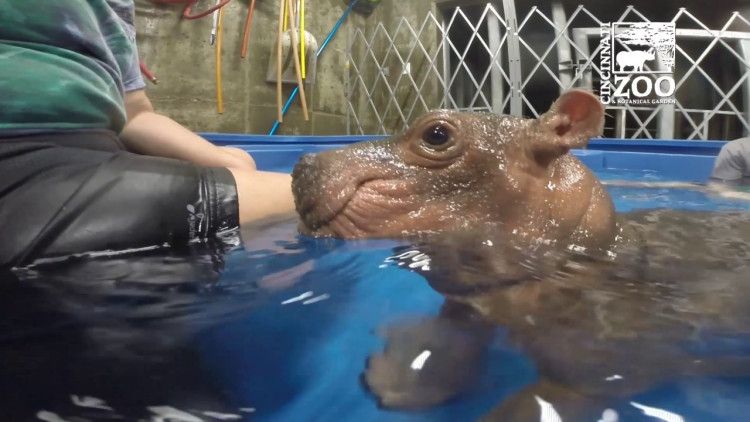 LaughingSquid's tweet photo. A Heartwarming Compilation of Adorable Highlights From Baby Hippo Fiona's First Four Months of Life https://t.co/dMxZvEAB72 https://t.co/ZJbiUSPwAE