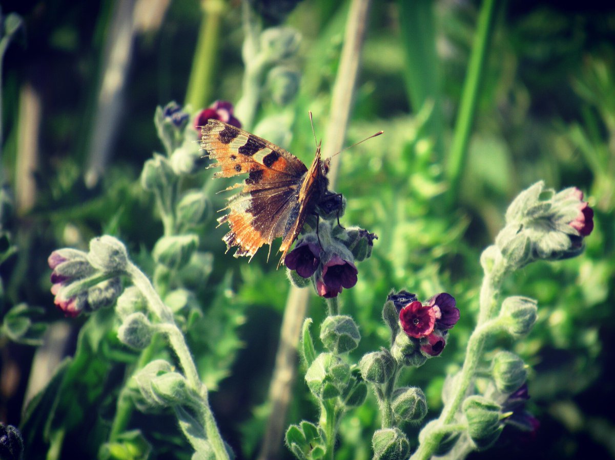 nishaparmar191's tweet photo. @BedsNthantsBC @savebutterflies #smalltort @WoodlandTrust @WildlifeTrusts #twywell https://t.co/TAxES5juIk