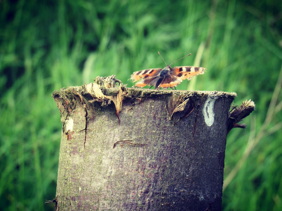 nishaparmar191's tweet photo. @BedsNthantsBC @savebutterflies #smalltort @WoodlandTrust @WildlifeTrusts #twywell https://t.co/TAxES5juIk