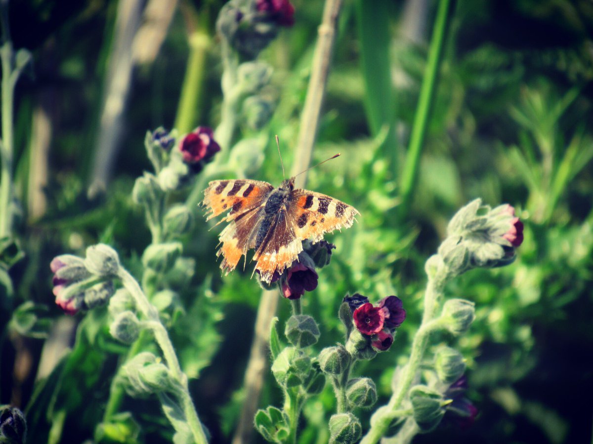 nishaparmar191's tweet photo. @BedsNthantsBC @savebutterflies #smalltort @WoodlandTrust @WildlifeTrusts #twywell https://t.co/TAxES5juIk