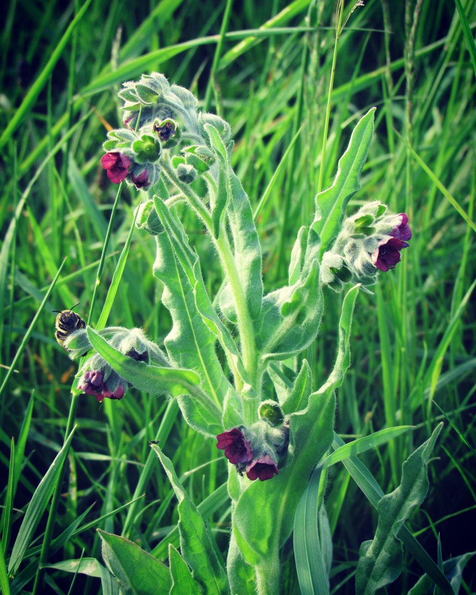 nishaparmar191's tweet photo. @BedsNthantsBC @savebutterflies #smalltort @WoodlandTrust @WildlifeTrusts #twywell https://t.co/TAxES5juIk