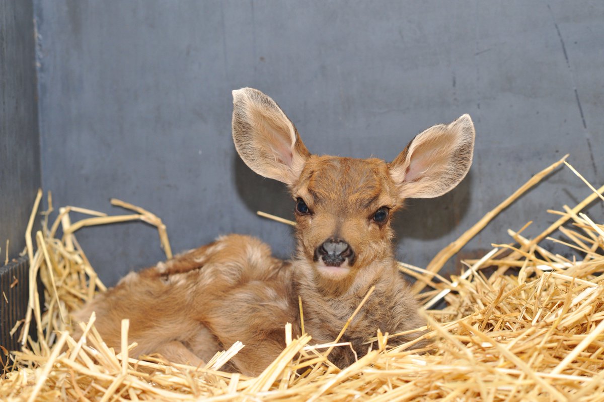 WSUvetmed's tweet photo. Please remember to leave ALL young wildlife alone regardless of if you think they're abandoned. Do not touch them or pick them up. #WSUCVM https://t.co/6SLDpIisxa