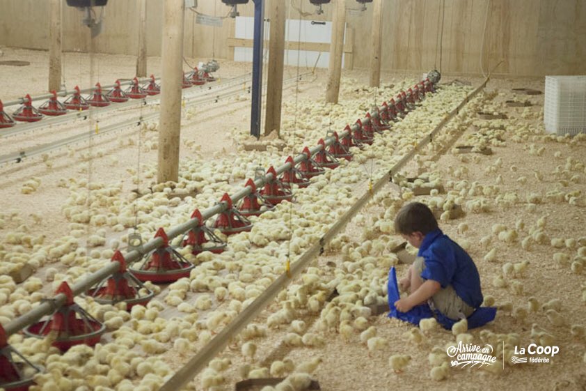 La famille urbaine s'émerveille devant les milliers de poussins qui viennent de naître #Arriveencampagne @Sfaita <a href="/VolaillesQuebec/">Volailles Québec</a> 🐣🐥!