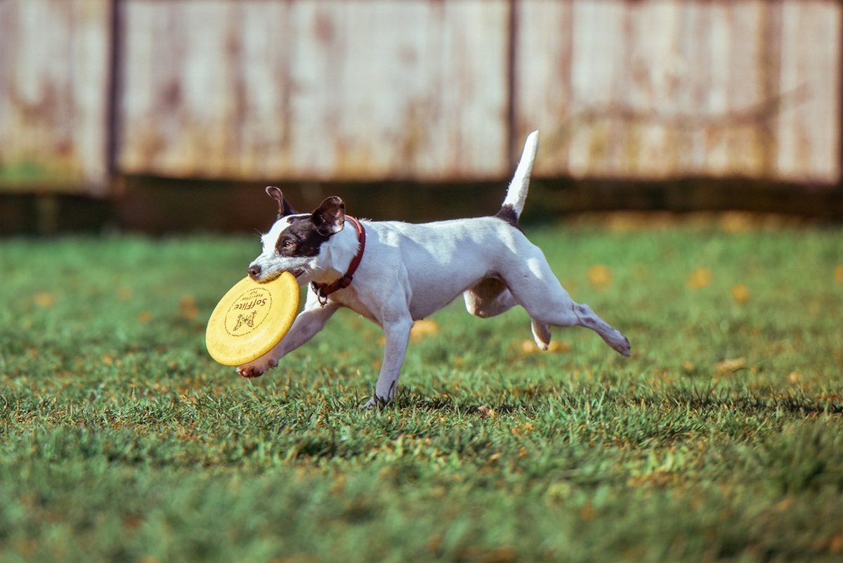 GoFetchca's tweet image. We’ve done some searching and have put together all of the off-leash #DogParks here in beautiful, #VictoriaBC!  bit.ly/2rRPpu9
