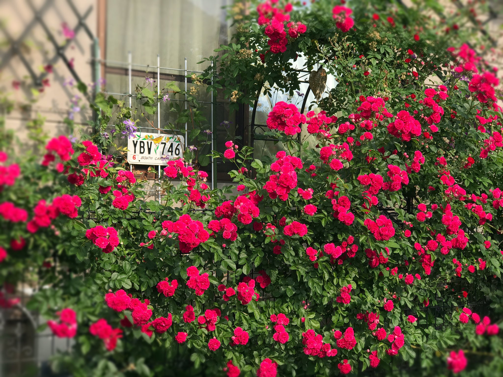 ふにふにーな ʕ ᴥ ʔ 遅咲きつるバラフェンスいっぱいに咲きました 5月の庭 キングローズ ふにふにーなの庭 バラ Rose バラ庭 つるバラ ローズガーデン マイガーデン T Co O6bomt6fmp Twitter