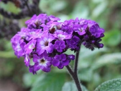 もも おはようございます 5 25誕生花 ヘリオトロープ 花言葉 忠誠心 別名キダチルリ草 ムラサキ科の多年草 花名には太陽に向かうという意味があり 昔はヒマワリのように花を回すと思われていました フランスでは恋の草ドイツでは神の薬草
