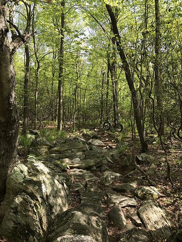 TuttoMTB's tweet photo. #CityOfFrederickMunicipalWatershed #GambrillParkRd #GreatRide #BeautifulDay #TimberHarvest #SalamanderTrail #FatbackBikes #FatBike #Stewart… https://t.co/v3hwtvLaNe