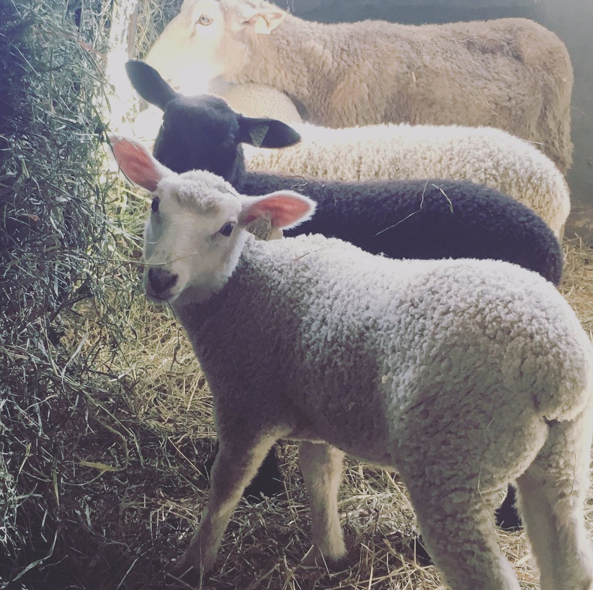 Retreat Farm tweet media