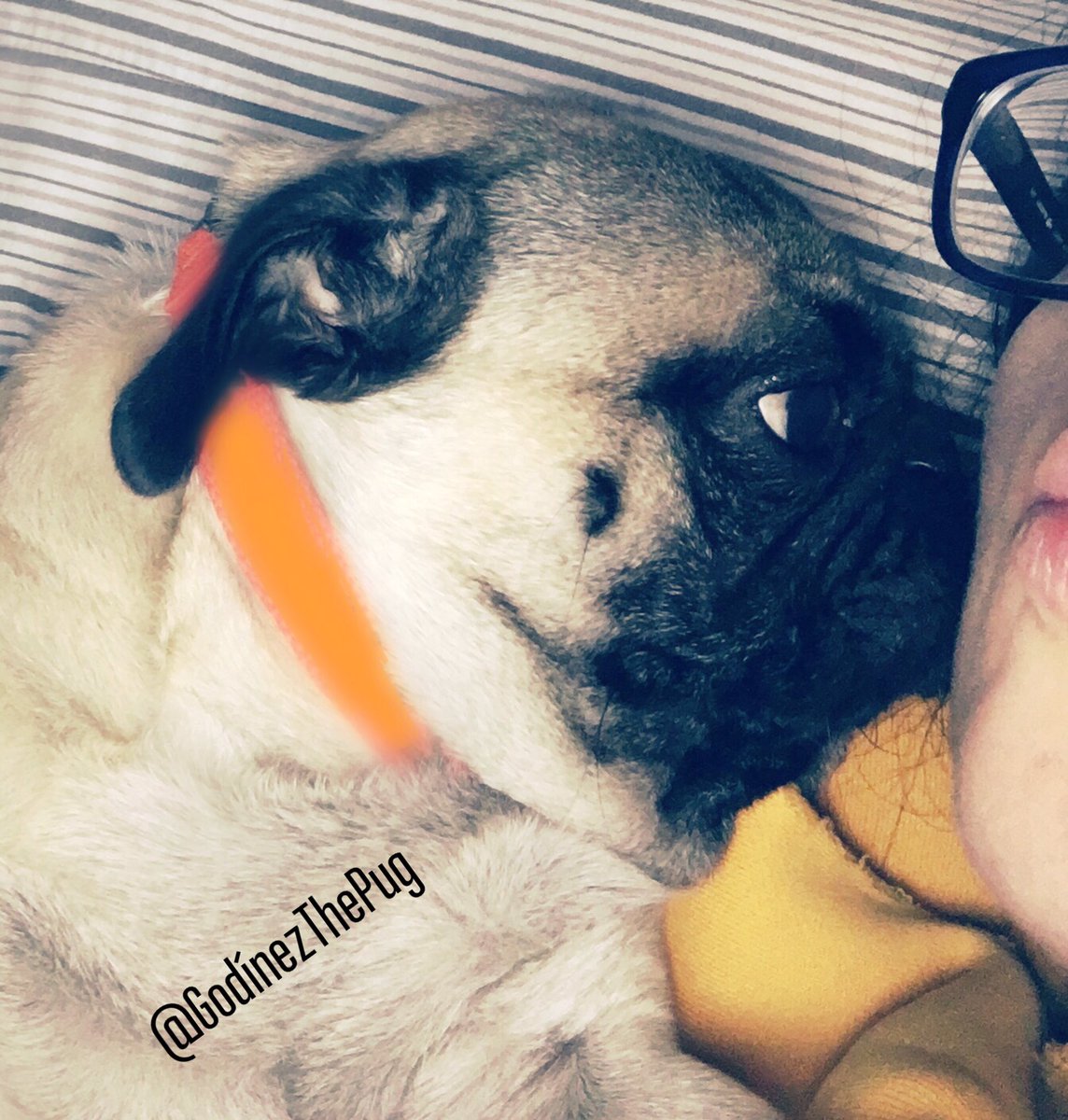 GodinezThePug's tweet photo. #KissMe #GodínezThePug #GLui #Gordínez #PugLove #PugKiss #puglife🐾 #pugstyle #pug #doglife #doggy #love #kiss #sweet #moments https://t.co/viE4s8yH4g