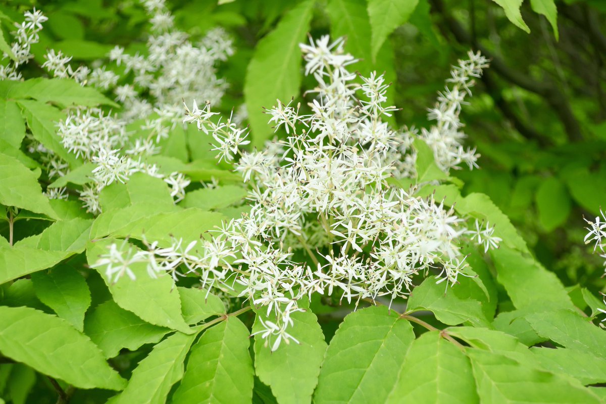 北海道博物館 アオダモの花が咲いています 小さな星を散りばめたようなかわいい花 年によってはほとんど咲かないけど今年は豊作 週末は自然あふれる北海道博物館へどうぞ アオダモは野球のバットの素材として最適な木 そしてこの夏の特別展は