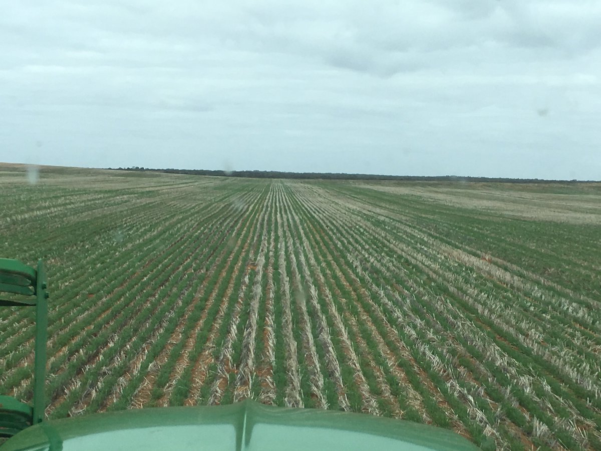 Lupin's certainly enjoy a good April break