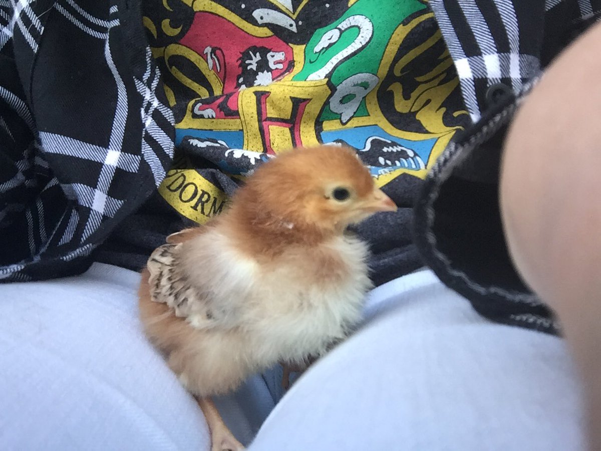 Huff_Fanatic's tweet photo. I got a chick on my lap #ladiesman #howtopickupchicks https://t.co/ZKMYOLXCdH