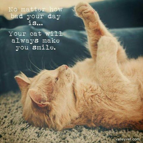 It's true! #themeowlife #smile #cats #kittens #happy  #nobaddays