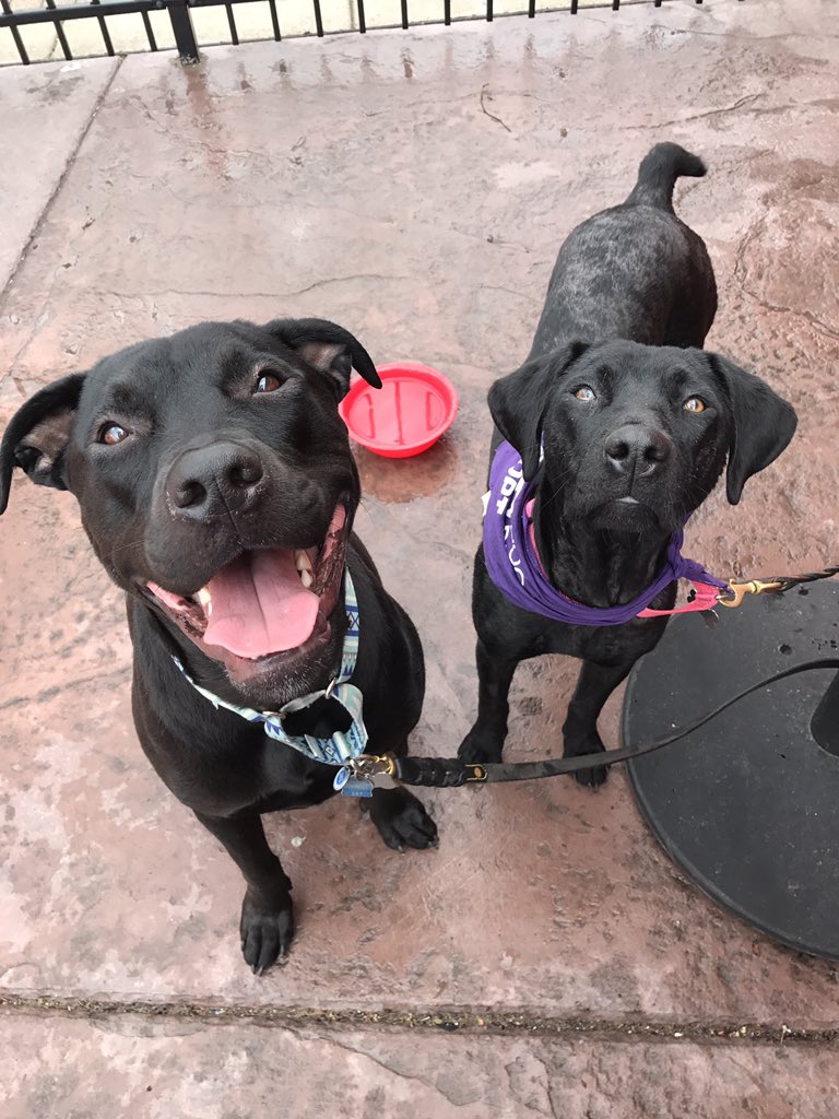annaecahill's tweet photo. @SidewalkDog @TheHerkimerPub @SociableCider @THBrewery @PeopleAndPetsMN Got ours and excited to put it to use!! Can't wait to visit breweries with our resident pup and foster pups!! #cocosheartdogrescue #brewpass https://t.co/4nucelwpX0
