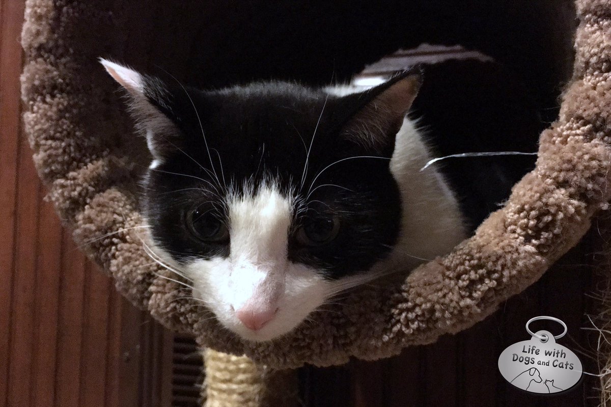 WithDogsAndCats's tweet photo. My cat Calvin ignored the tunnel part of his cat tree for years and suddenly it's his favorite place. #NeverKnowWhy https://t.co/wzc1jcbVZN