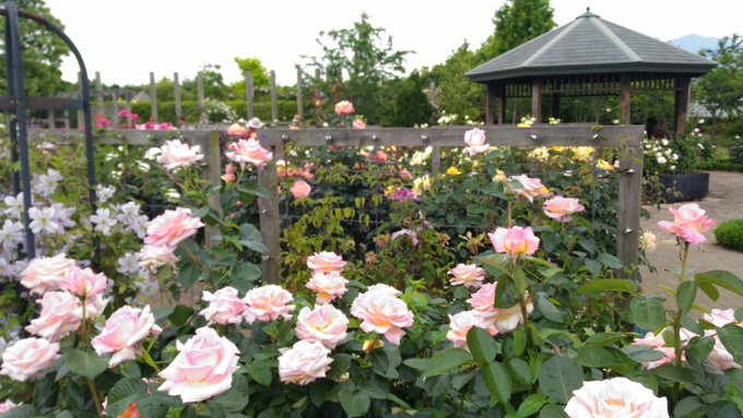 休日に訪れたい 東京 関東近郊のおすすめバラ園15選 アロマライフスタイル