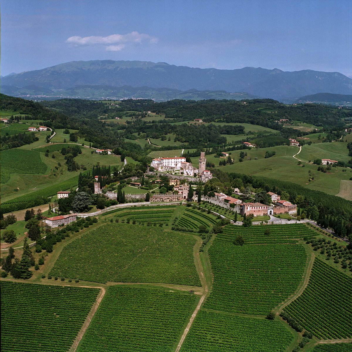 CantineCollalto's tweet photo. @CantineCollalto #vineyards waiting for #ViteinCampo2017 with Condifesa Treviso @news_LIA https://t.co/hX8P6AaJ6N