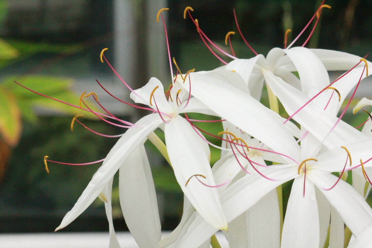 咲くやこの花館 Auf Twitter こちらの植物はアメリカ南部原産のヒガンバナ科 クリナム アメリカヌム です ユリのような大きな白い花を数輪つけて とても良い芳香がしております 現在ロータスガーデンにて展示中 咲くやこの花館 綺麗 白 香り 咲くやこの花館 Auf Twitter こちらの植物はアメリカ南部原産のヒガンバナ科 クリナム アメリカヌム です ユリのような大きな白い花を数輪つけて とても良い芳香がしております 現在ロータスガーデンにて展示中 咲くやこの花館 綺麗 白 香り
