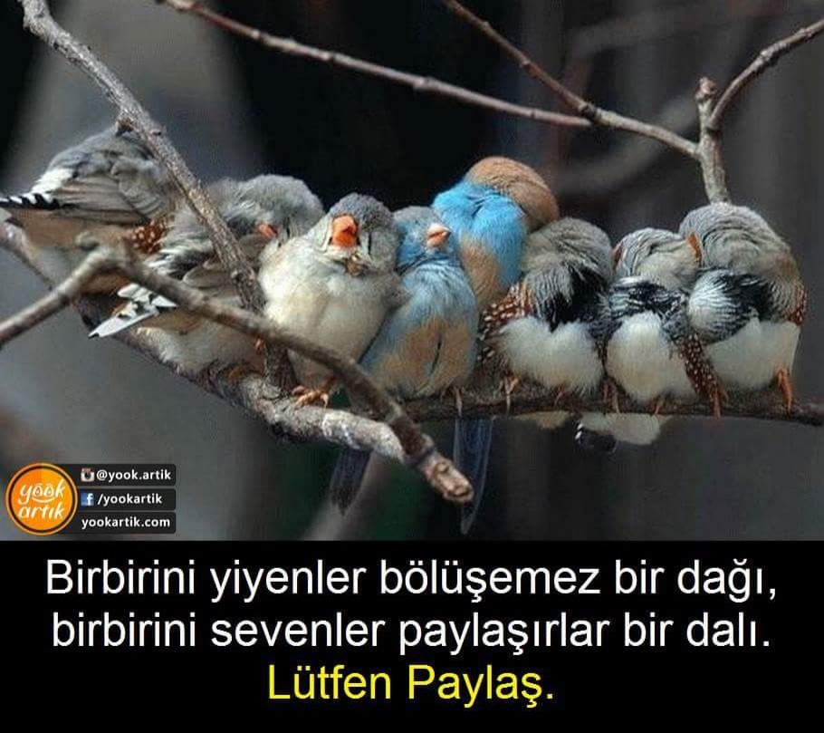 *AM* avcısı (@amavcs1) on Twitter photo 