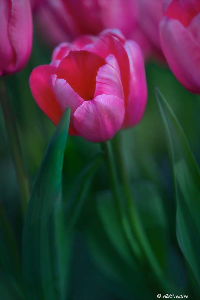ellecreative's tweet image. "Quiet Unfolding" - In Full Bloom #tulips #spring #heartofspring