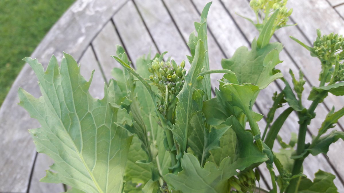 Turpin101's tweet image. Time to play #guessthevegetable anyone know what this one is?