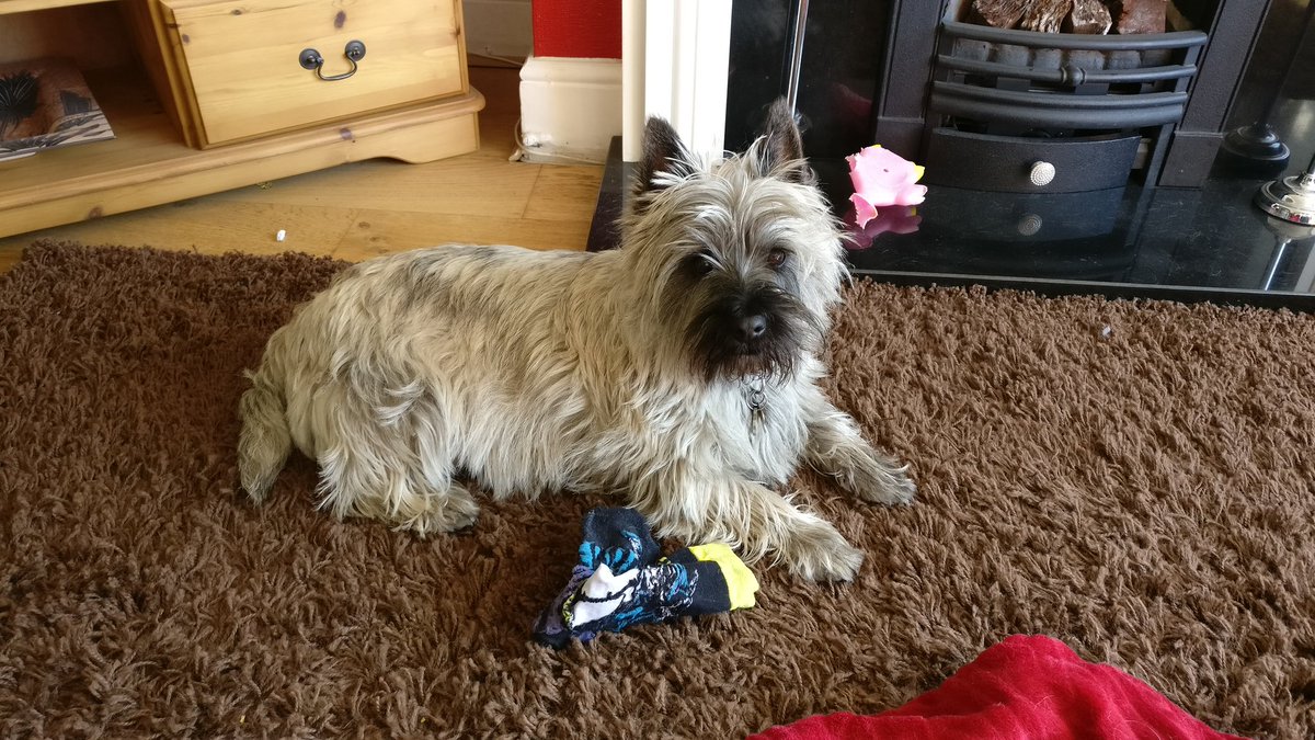 Sam dog & Dave tweet media