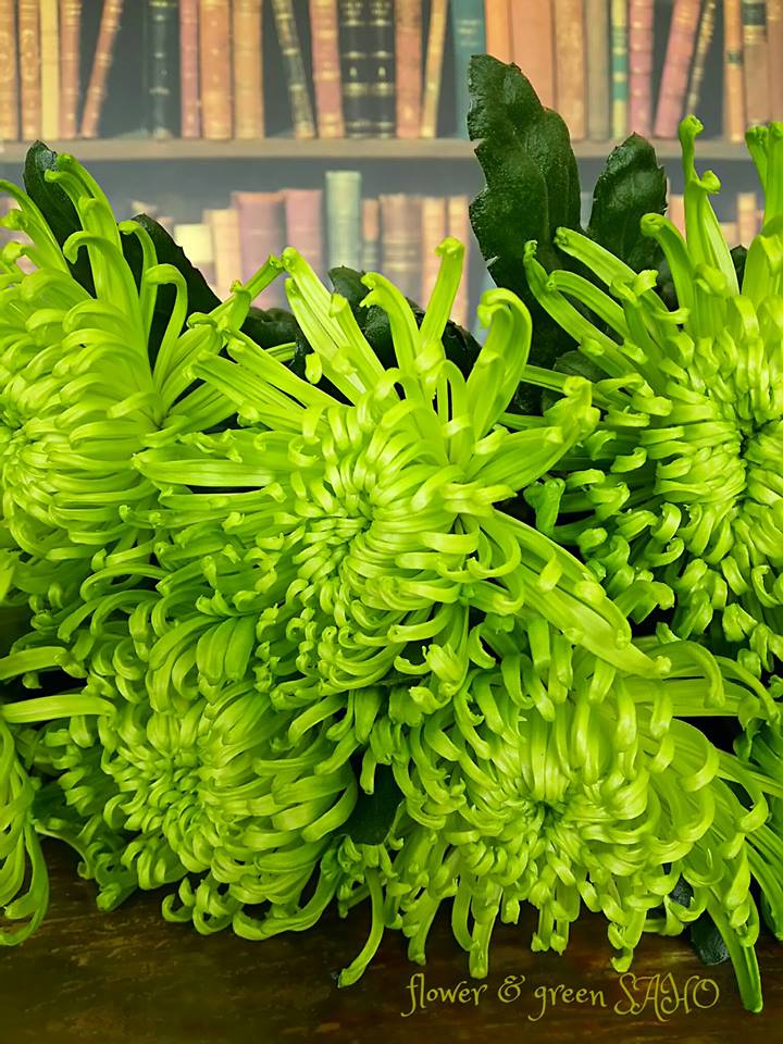 טוויטר フラワー グリーンｓａｈｏ בטוויטר アナスタシア 緑が美しい菊です 艸 花言葉 高貴 あなたを心から愛します 高尚 高潔 T Co R0ahcteu3f