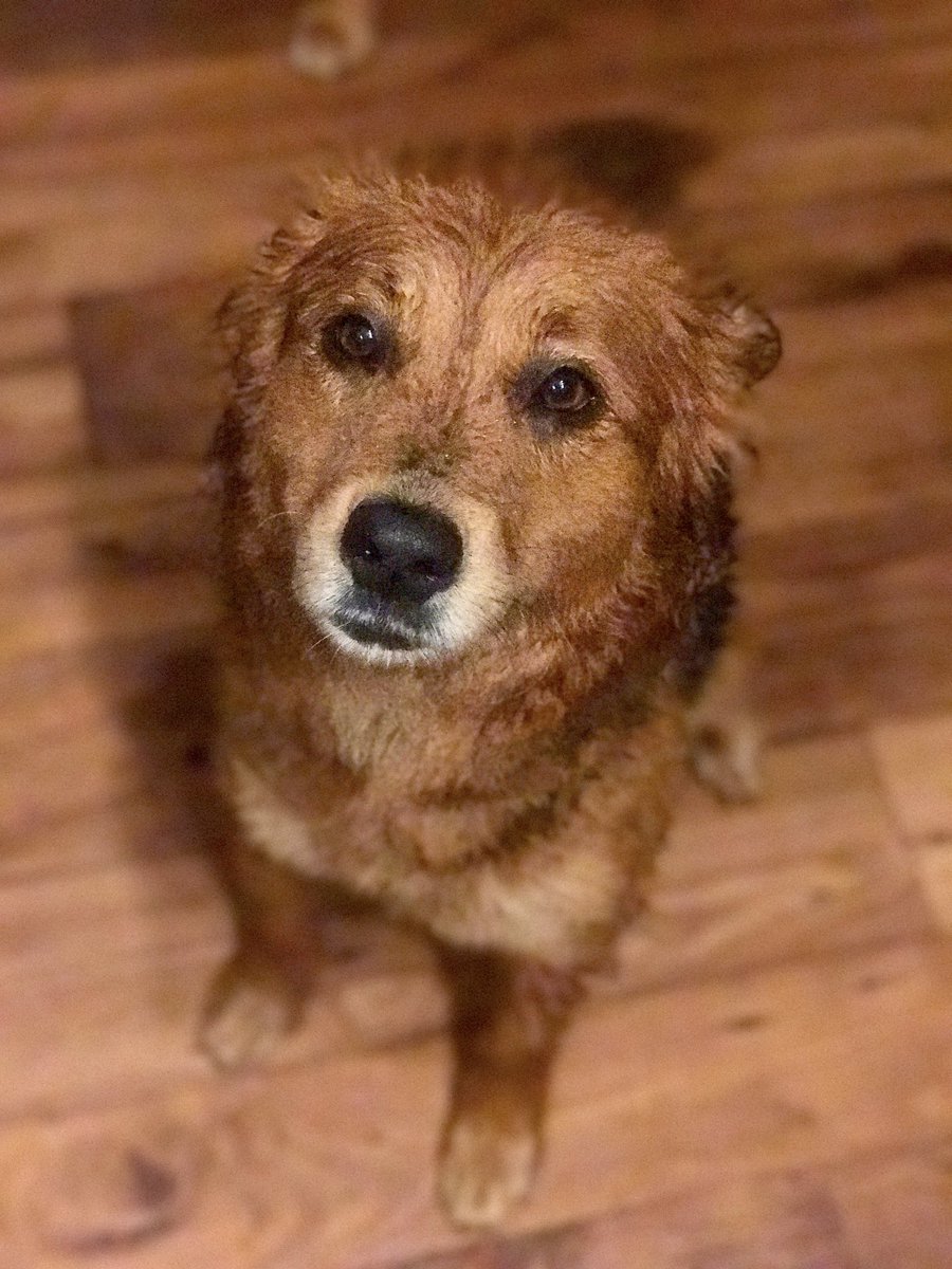 muttypawss's tweet photo. #sprinklerlife #houston #ellie #straycity #muttypaws #mutts #rescue #opttoadopt https://t.co/ISme0Oczdk