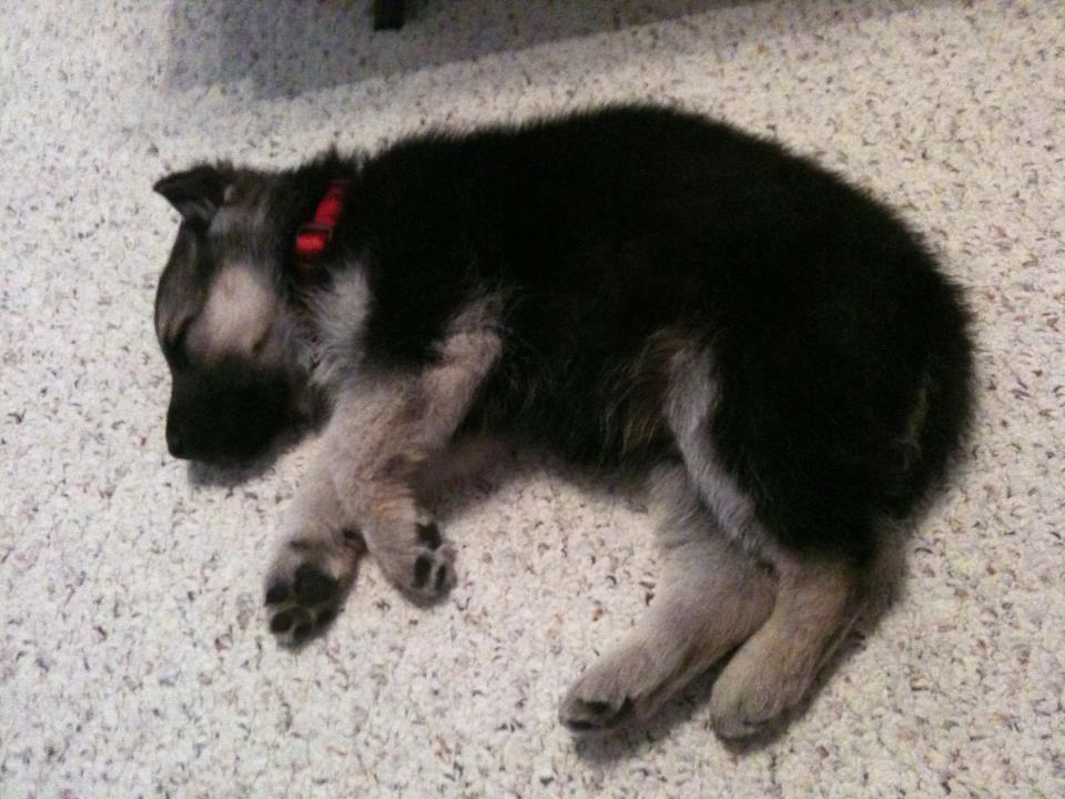 GSDXander's tweet photo. #BabyPic
I used to be so little...
#GSD #GermanShepherd #GermanShepherdDog #DogsOfTwitter #Alsatian #Puppy #SpoiledRotten #Dog https://t.co/5JNI8CGBwi