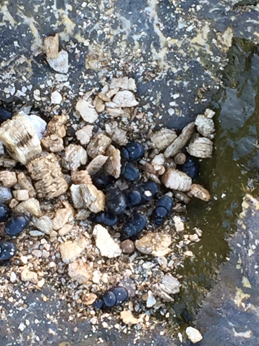 Having spent $ on bugs, we are waiting 😕Profit in poo for people, pastures stockjournal.com.au/story/4668980/… via <a href="/stockjournal/">Stock Journal</a>