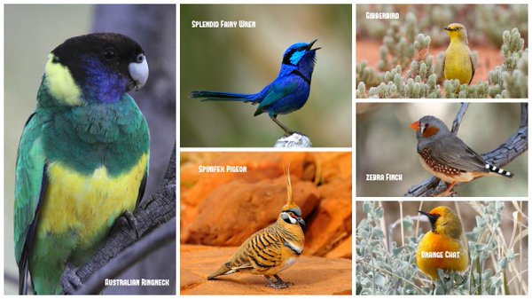 NT_Australia's tweet photo. The #birdlife in the Red Centre is prolific. Here's some of our favourites for the #birdwatching fans. #NTAustralia https://t.co/duFZnj7nrg