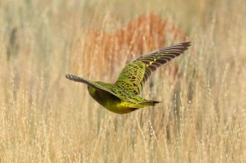 NT_Australia's tweet photo. Great news for NT bird lovers, with probable rediscovery of night parrot in Central Australia! #NTaustralia Read: https://t.co/xLJnW0ptmP https://t.co/VJZOn58dUk